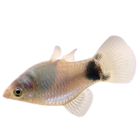 Platy fish