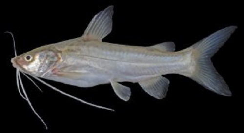 Mystus aor (Long-whiskered Catfish)