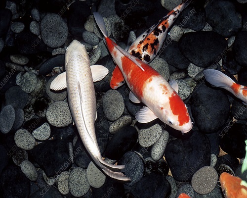 Koi Carp