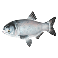 Big head carp