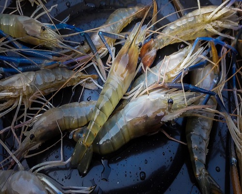 Macrobrachium rosenbergii (Giant Freshwater Prawn)