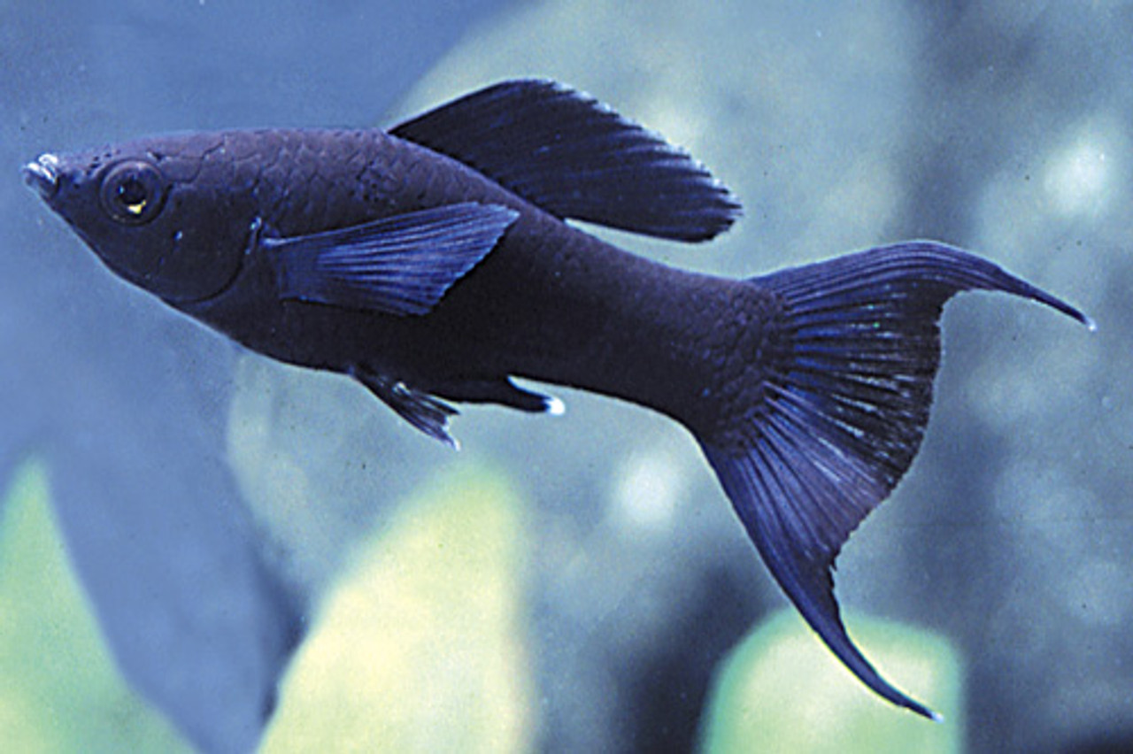 Black Molly