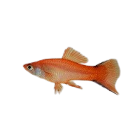 Swordtail fish