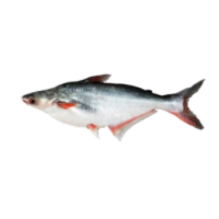 Pangasius fish