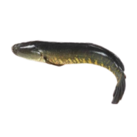 Murrel fish