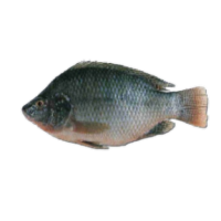 Tilapia fish