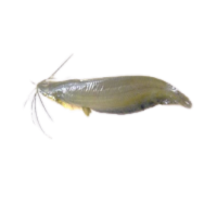 Singhi Fish