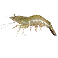 Shrimps