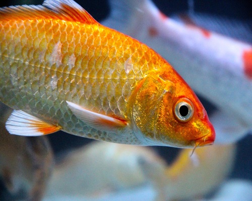 Gold Carp
