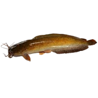 Catfish