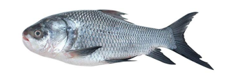 Catla Fish