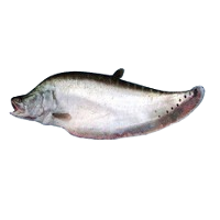 Chital Fish