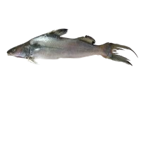 Shinghada fish