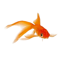 Gold ornamental fish