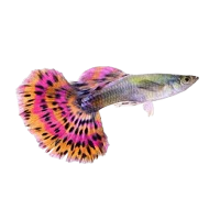 Guppy fish