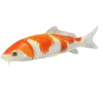 Koi carp