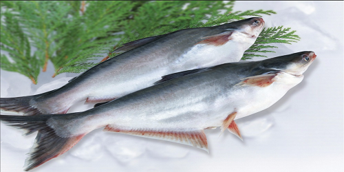 Pangasius (Pangasius pangasius)