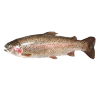 Rainbow Trout