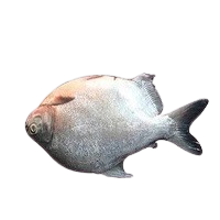 Roopchand fish