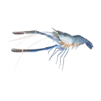 Scampi prawns