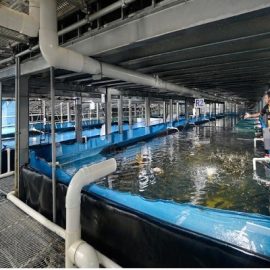 Fish Processing