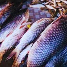Fish Farming