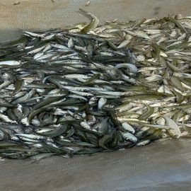 Fish Seed Supply