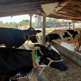 Dairy Farming