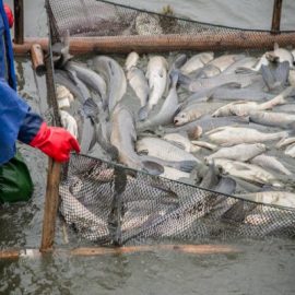 Fish Breeding