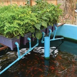 Aquaponics