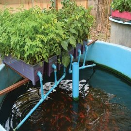 Aquaponics